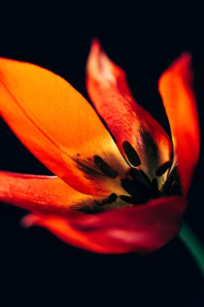 Tulipán Rojo Sobre Fondo Negro —  Fotos de Stock