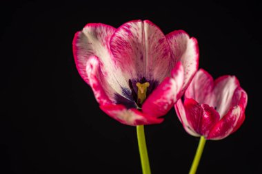 Siyah arka planda güzel bir çiçek.