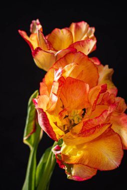 Siyah arka planda güzel bir çiçek.