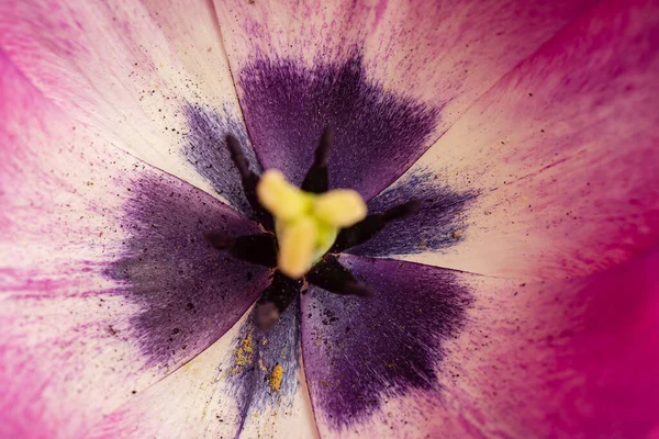 Bela Flor Fundo Preto — Fotografia de Stock