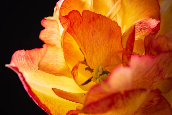 Mooie Bloem Zwarte Achtergrond — Stockfoto