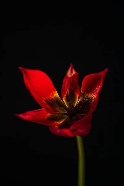 Bonita Flor Sobre Fondo Negro —  Fotos de Stock