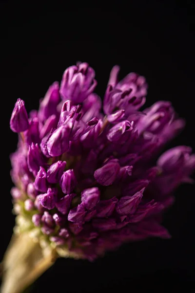 Bela Flor Fundo Preto — Fotografia de Stock