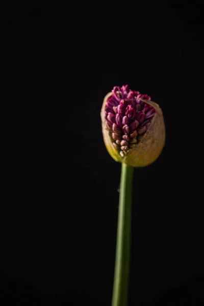 Vacker Blomma Svart Bakgrund — Stockfoto