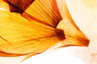 Beyaz arka planda lale yaprakları