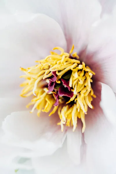 Fiore Peonia Sullo Sfondo Whtie — Foto Stock