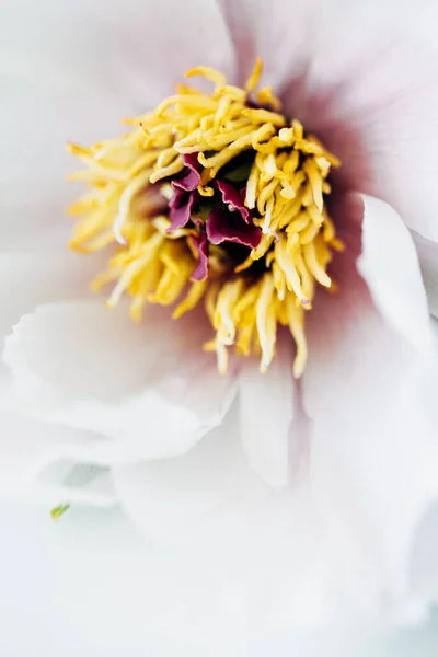 白い牡丹の花 — ストック写真