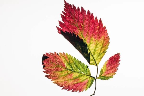 Feuille Rouge Verte Sur Fond Blanc Isolé — Photo