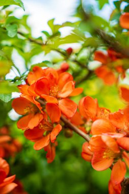 Bahçede Chaenomeles çiçekleri