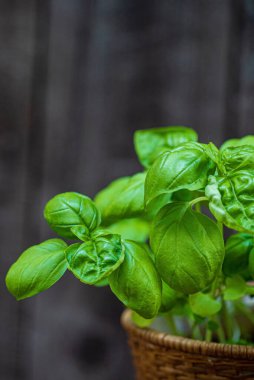 Tencerede taze fesleğen
