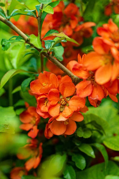 Bahçede Chaenomeles Çiçekleri — Stok fotoğraf