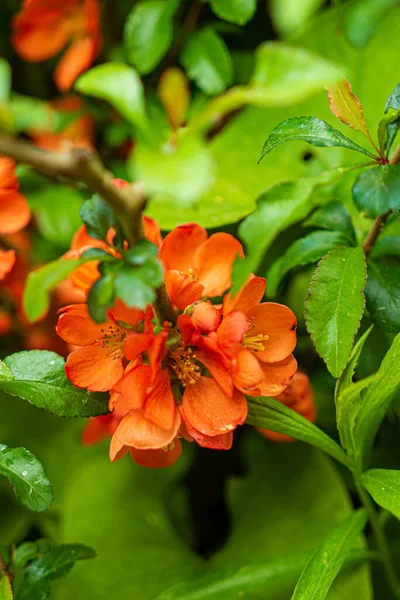 Bahçede Chaenomeles Çiçekleri — Stok fotoğraf