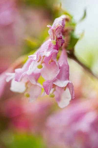 Weigela Flowers Garden — Stock Photo, Image