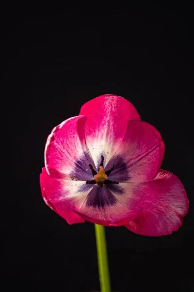 Tulipán Púrpura Sobre Fondo Negro —  Fotos de Stock