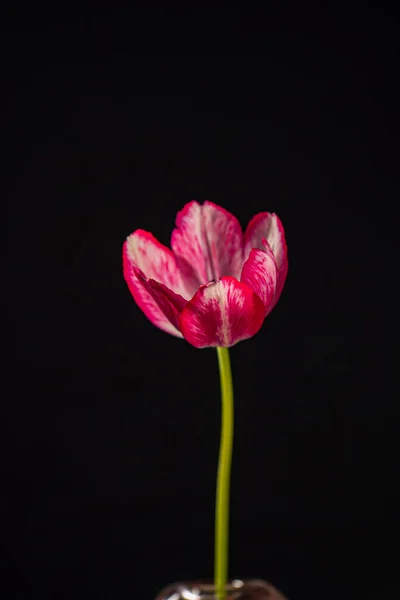 Beautiful Red Tulip Black Background — Stock Photo, Image