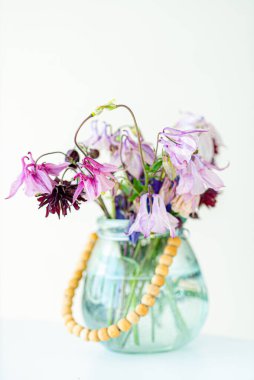 Aquilegia çiçekleri beyaz renkte