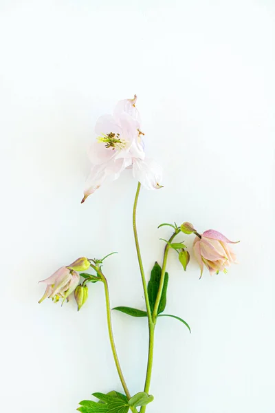 Aquilegia Λουλούδια Στο Λευκό — Φωτογραφία Αρχείου