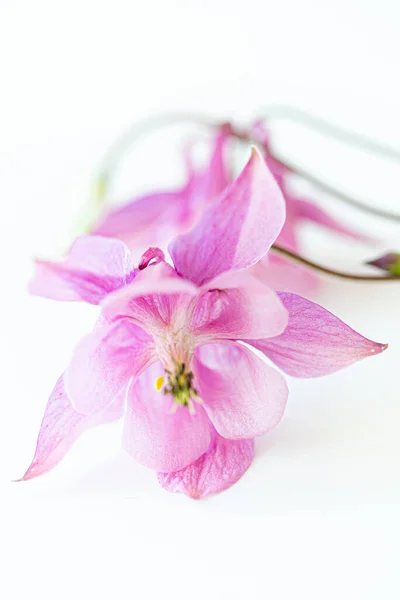 Aquilegia Flowers White — Stock Photo, Image