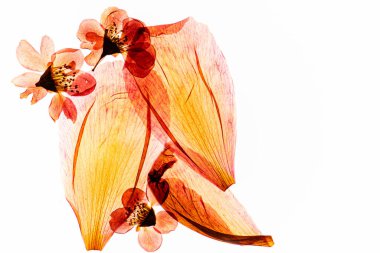 Kuru çiçekler beyazın üzerinde