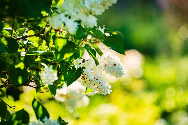 White Lilac Garden — Stock Photo, Image