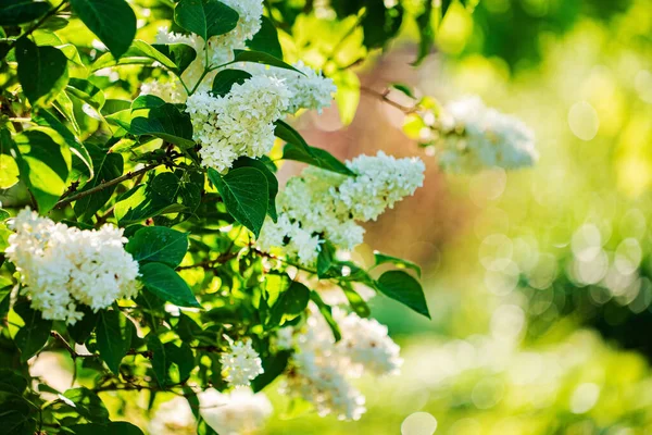 Biały Liliowy Ogrodzie — Zdjęcie stockowe