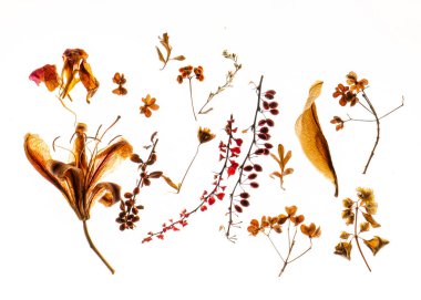 Kuru çiçekler beyazın üzerinde