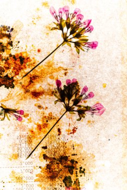 Kuru çiçekler beyazın üzerinde