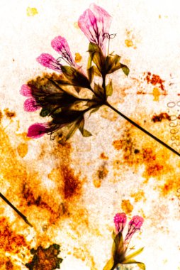 Kuru çiçekler beyazın üzerinde