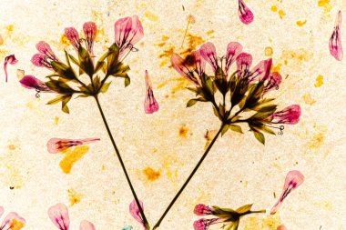 Kuru çiçekler beyazın üzerinde