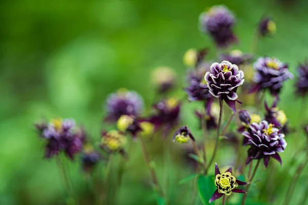 Krásné Fialové Květy Zahradě — Stock fotografie