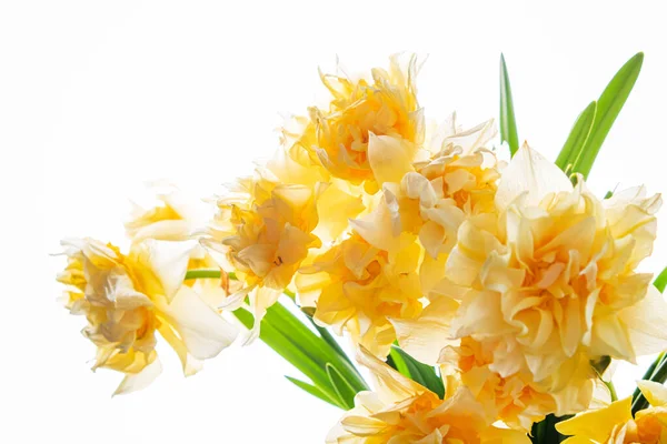 Daffodils Glass Vase — Stock Photo, Image