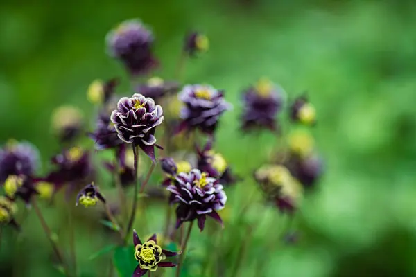 Beautiful Flowers Garden — Stock Photo, Image