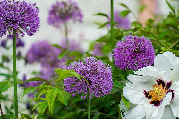 Bellissimi Fiori Giardino — Foto Stock