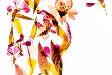 Kuru çiçekler beyazda