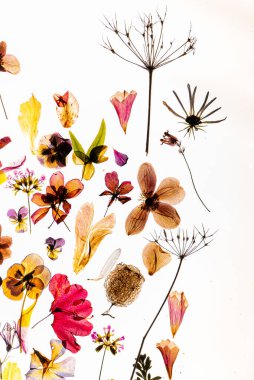 Kuru çiçekler beyazda