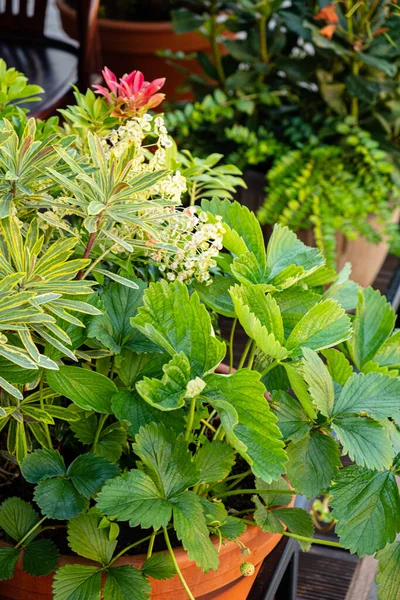 Plantas Recipiente Restaurante — Fotografia de Stock