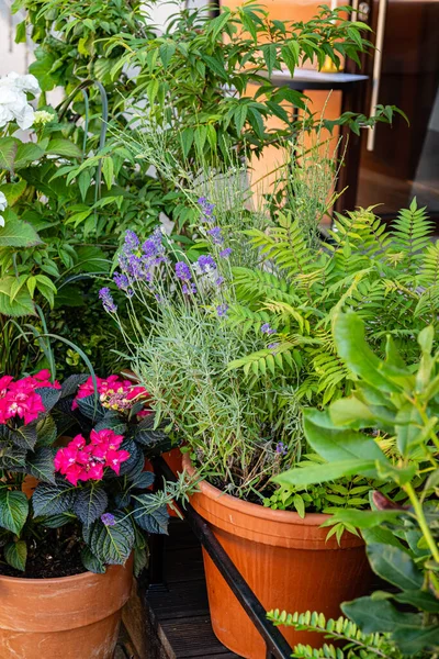 Plantes Porte Conteneurs Dans Restaurant — Photo