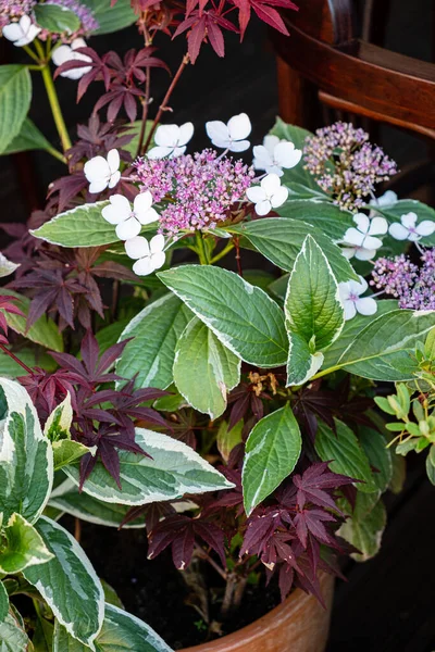 Plantas Recipiente Restaurante — Fotografia de Stock