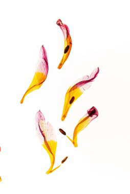 Bahçedeki kuru çiçekler.