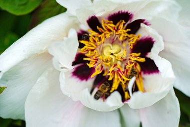 Bahçedeki şakayık ağacı