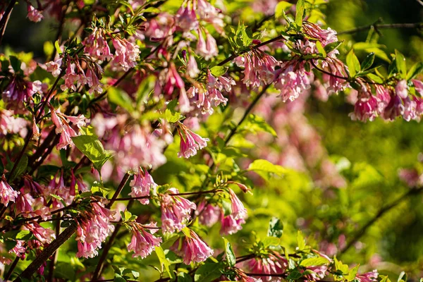 Weigela Flowers Garden — Stock Photo, Image