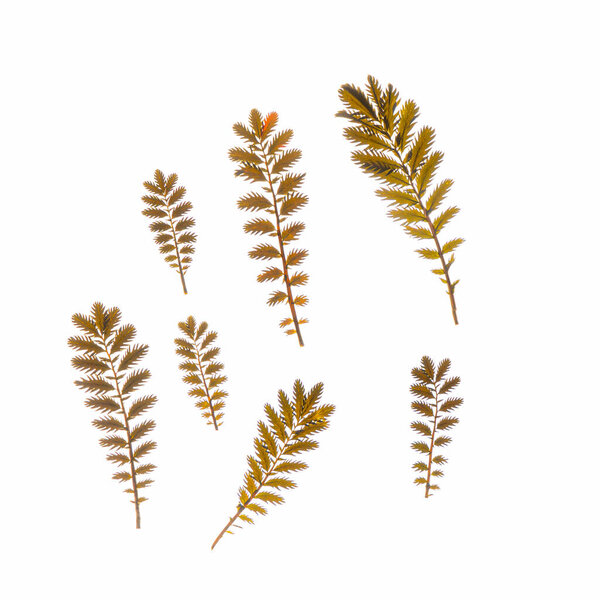 dry leaves on the white