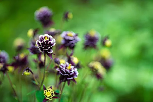 Flores Aquilegia Jardín — Foto de Stock