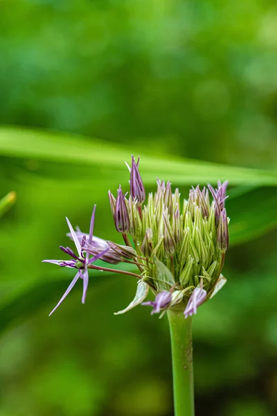 Fiore Cipolla Giardino — Foto Stock