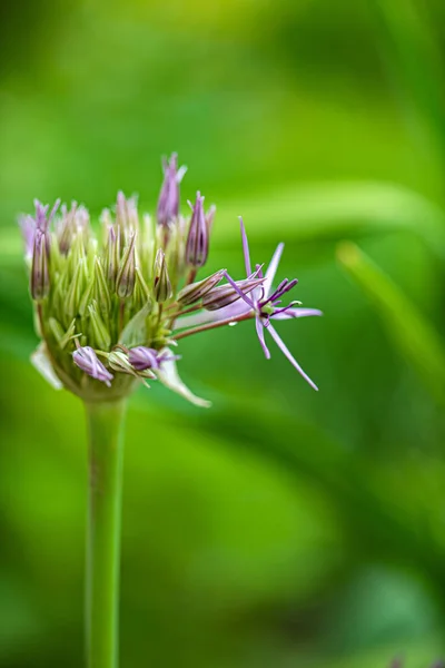 Fiore Cipolla Giardino — Foto Stock