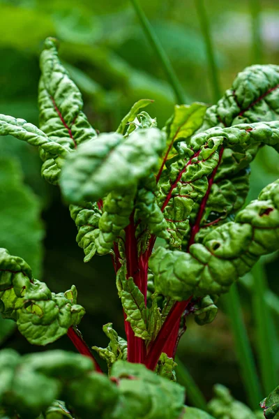 Verduras Orgánicas Jardín Primavera —  Fotos de Stock