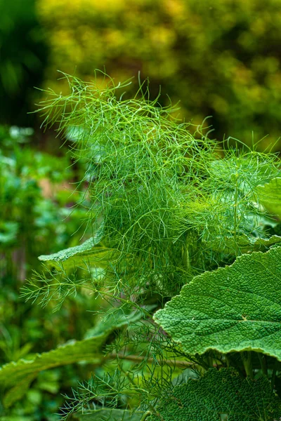 Bio Zöldségek Tavaszi Kertben — Stock Fotó