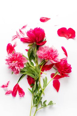 Beyaz arka planda şakayık