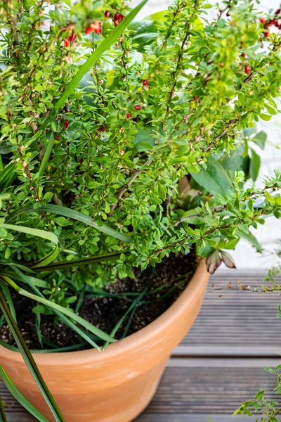 Plantas Vaso Argila — Fotografia de Stock