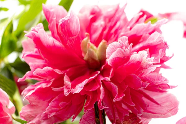 Peony White Background Stock Image